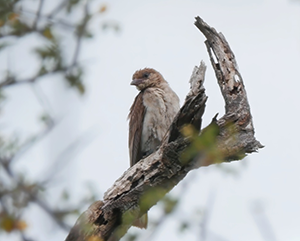 HONEYGUIDE-363-241 A greater honeyguide sits on the branch of a tree