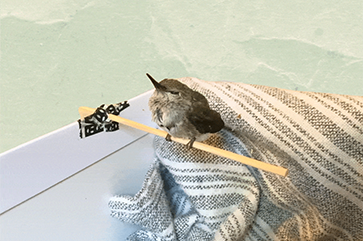 A baby hummingbird on a makeshift perch.