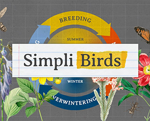 Simpli-363-241 A colorful graphic illustration featuring the text ‘Simpli Birds’ in a stylized font on a white banner. The background is a textured gray with grid lines, suggesting graph paper. Surrounding the central banner are various elements related to birds: a circular diagram with segments labeled ‘BREEDING,’ ‘SUMMER,’ ‘WINTER,’ and ‘OVERWINTERING’ in capital letters, indicating seasons in a bird’s life cycle. There are also illustrations of butterflies, flowers, and leaves scattered around the image, adding to the theme of nature and wildlife.