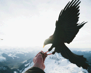 birds-jj-363-241 a black bird on a person's left hand with a vast, snow-capped mountain range in the background.