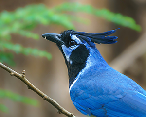 blue-and-black-bird-363-241 Close-up of blue and black bird