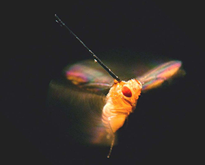 fly_side_view-363-241 A fruit fly with a pin attached on its back
