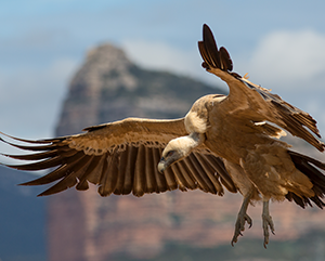 griffon+vulture-363-241 griffon vulture in flight