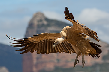 griffon vulture in flight