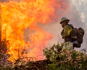 Wildfire-363-241 A sole firefighter faces a wall of forest fire.