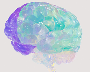 brain-363-241 Translucent brain in purple and light blue