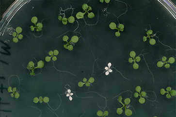 Two white plant seedlings among green ones in petri dish