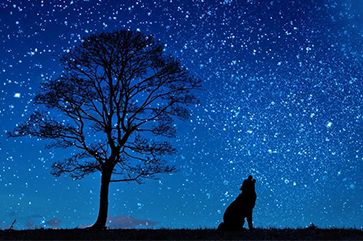 A silhouette of a tree and wolf howling against a starry night.