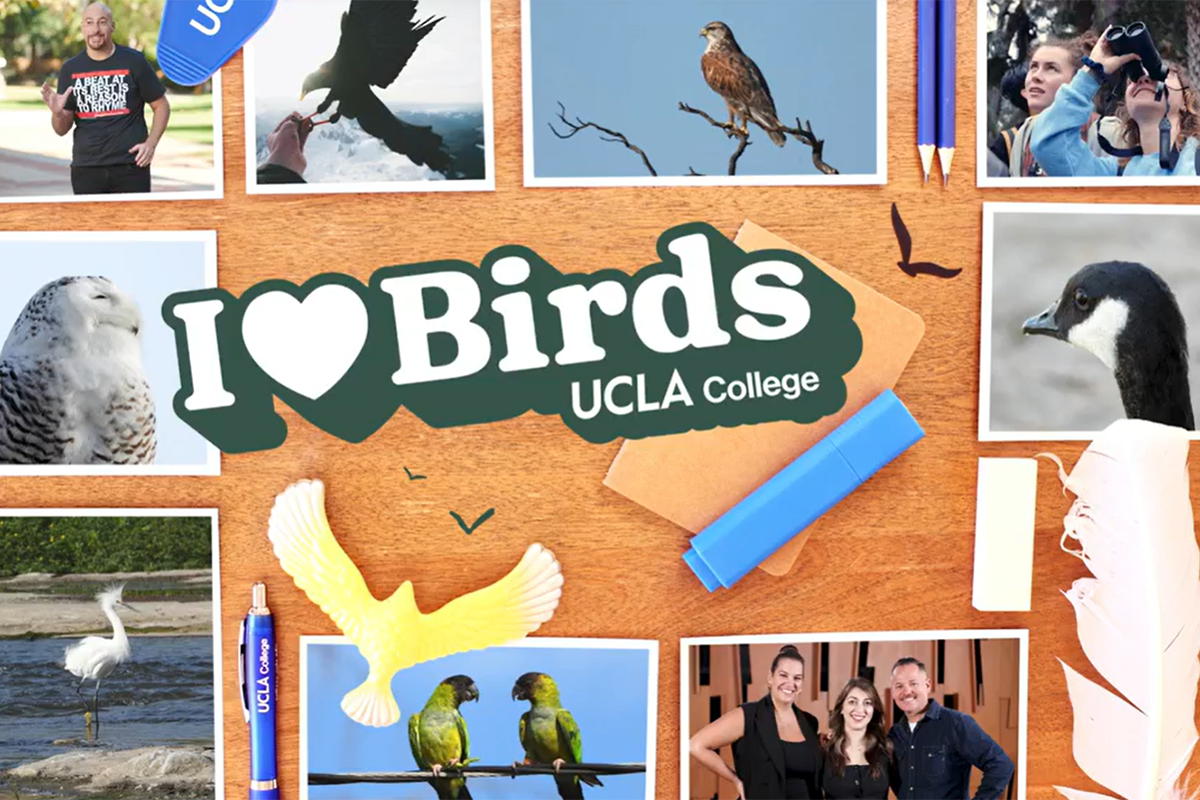 A collage of birds and the words "I love birds" UCLA College."