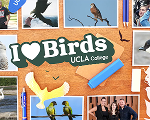 Birds-CASE-363-241 A collage of birds and the words "I love birds" UCLA College."
