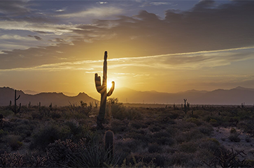 Sun shines through a tall cactus in the Phoenix desert at sunrise