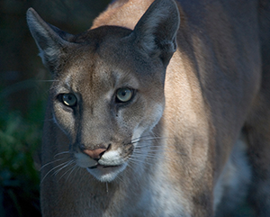 A Florida panther walking in the Everglades National Park