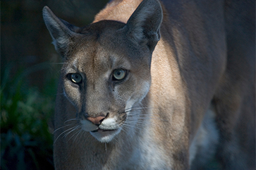 A Florida panther walking in the Everglades National Park