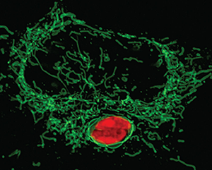 Host mitochondria (green) surround the Toxoplasma parasite intruder (red).