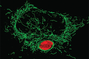 Host mitochondria (green) surround the Toxoplasma parasite intruder (red).