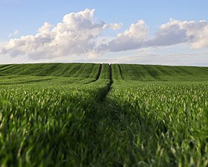 A field of grass with a blue sky and scattered clouds in the background.
