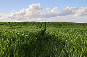 A field of grass with a blue sky and scattered clouds in the background.