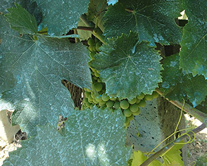 leaves-363-241 A fungicide made of copper sulfate and lime on grape leaves near Montevibiano, in the province of Perugia, Italy.