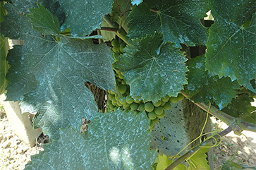 A fungicide made of copper sulfate and lime on grape leaves near Montevibiano, in the province of Perugia, Italy.