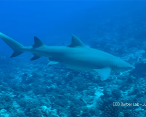 a lemon shark swimming through the waters of French Polynesia