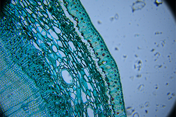 Microscopic view of a cell stained in blue and green, showing distinct cellular layers including the epidermis, cortex, and vascular bundles.