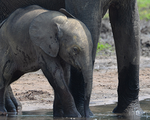Forest elephants in Dzanga-Sangha National Park Central Africa Republic