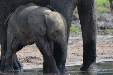 Forest elephants in Dzanga-Sangha National Park Central Africa Republic