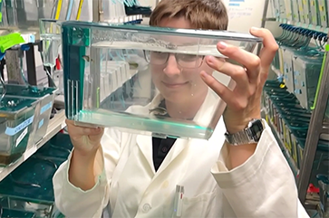 Olivia Justynski looking at a zebrafish swimming inside a container.