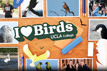 Collage-style promotional graphic on a wooden background featuring the text “I love Birds UCLA College” surrounded by photos of birds and people. 