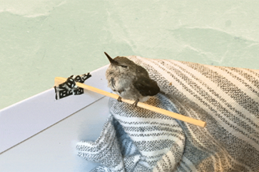 A small hummingbird perches on a thin wooden stick held by a hand wrapped in a striped cloth. 