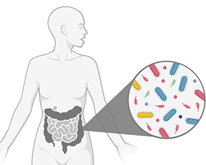 A diagram showing a human figure and the gut.