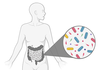 A diagram showing a human figure and the gut.