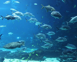 A school of fish swimming in the ocean