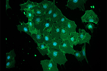 Stem cell-derived blood-brain barrier cells.
