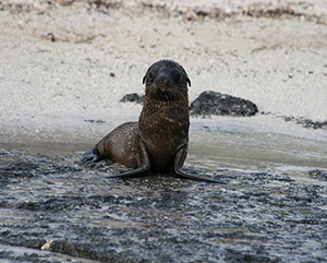 sealion-363-241 A young sea lion by a shore.