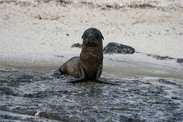 A young sea lion by a shore.