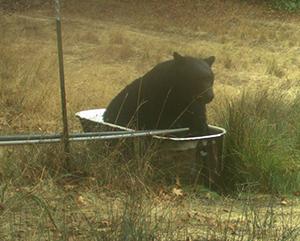 A bear is seen in a metal bathtub in this image from Hopland Research and Extension Center, in Hopland, California.