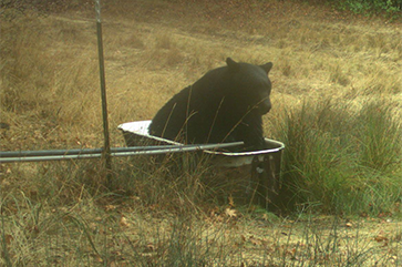 A bear is seen in a metal bathtub in this image from Hopland Research and Extension Center, in Hopland, California.
