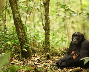 Several chimpanzees in a forest