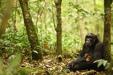 Several chimpanzees in a forest