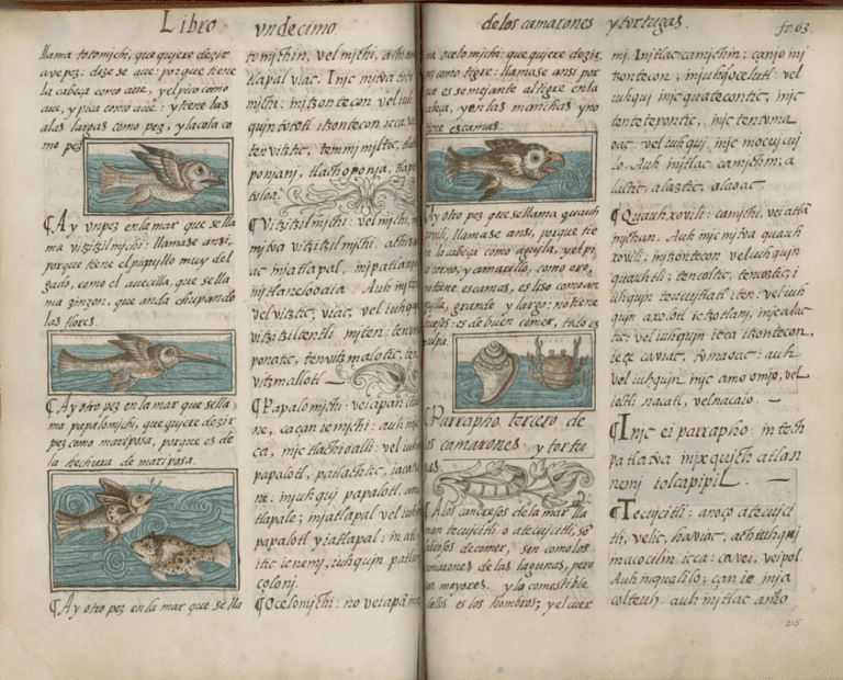 An old illustrated manuscript shows hand-drawn and colored images of various fish alongside handwritten Spanish text. Each fish illustration is framed, with detailed descriptions filling the surrounding pages.